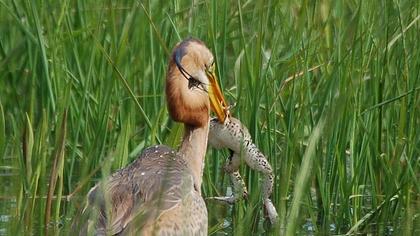 Erguvani balıkçıl