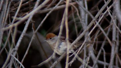 Karabaşlı ötleğen