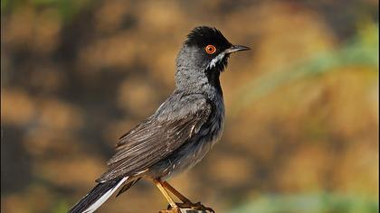 Karaboğazlı ötleğen