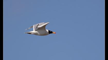 Büyük karabaş martı