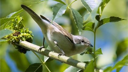 Küçük akgerdanlı ötleğen