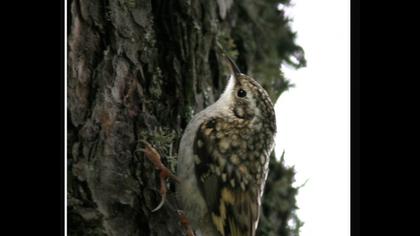 Orman tırmaşıkkuşu