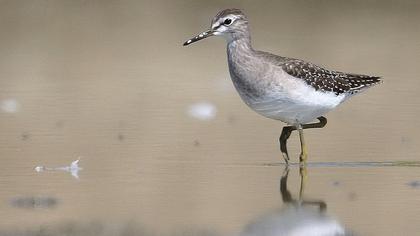 Orman düdükçünü