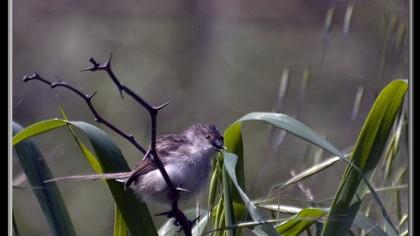 Dikkuyruklu ötleğen