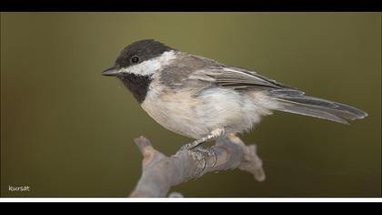 Akyanaklı baştankara