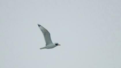 Büyük karabaş martı