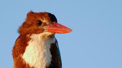 İzmir yalıçapkını