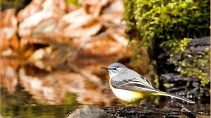 Dağ kuyruksallayanı