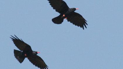 Kırmızıgagalı dağ kargası