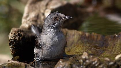 Karaboğazlı ötleğen