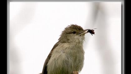 Dikkuyruklu ötleğen