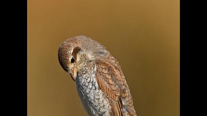 Kızılsırtlı örümcekkuşu