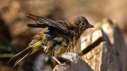 Karabaşlı kirazkuşu