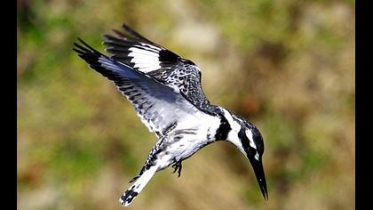 Alaca yalıçapkını