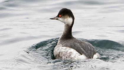 Karaboyunlu batağan