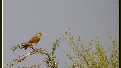 Kızılsırtlı örümcekkuşu