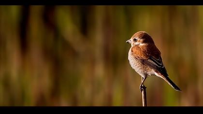 Kızılsırtlı örümcekkuşu