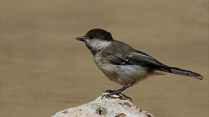 Akyanaklı baştankara