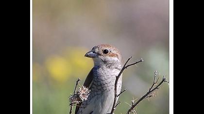 Kızılsırtlı örümcekkuşu