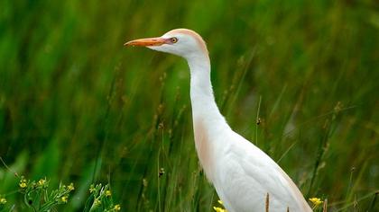 Sığır balıkçılı