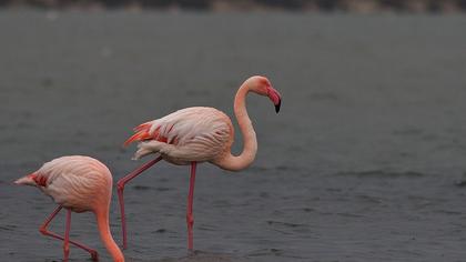 Flamingo