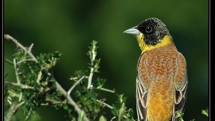 Karabaşlı kirazkuşu