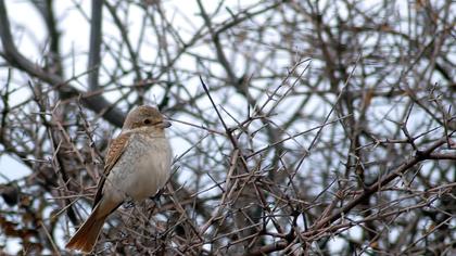 Kızılsırtlı örümcekkuşu