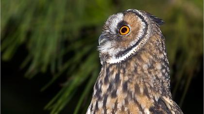 Kulaklı orman baykuşu