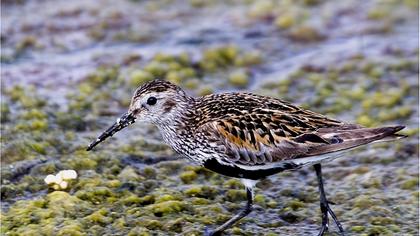 Karakarınlı kumkuşu