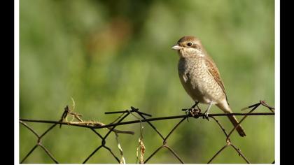Kızılsırtlı örümcekkuşu