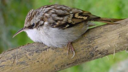 Orman tırmaşıkkuşu