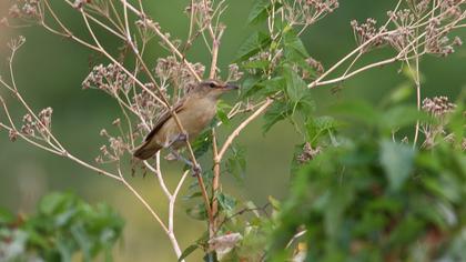 Büyük kamışçın