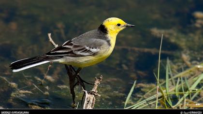 Sarıbaşlı kuyruksallayan