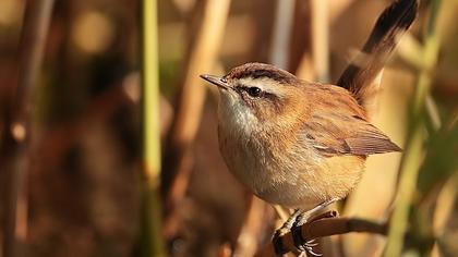 Bıyıklı kamışçın