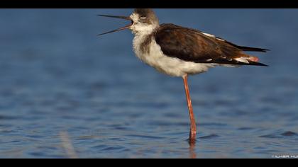 Uzunbacak » Black-winged Stilt » Himantopus himantopus