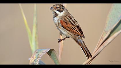 Bataklık Kirazkuşu