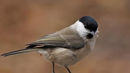 Kayın baştankarası
