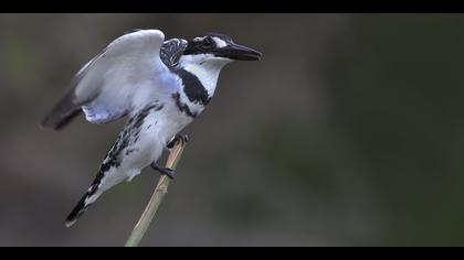 Alaca yalıçapkını