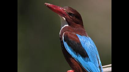 İzmir yalıçapkını