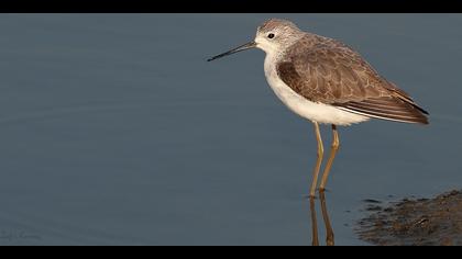 Bataklık düdükçünü