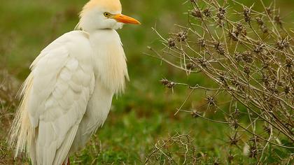 Sığır balıkçılı