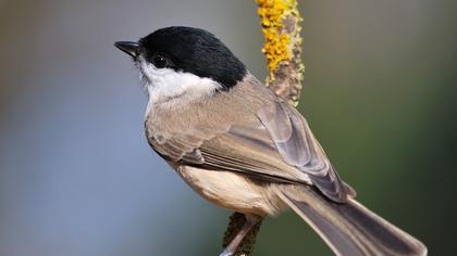 Kayın baştankarası