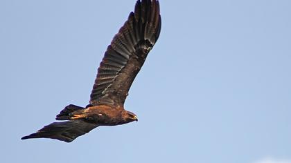 Küçük orman kartalı