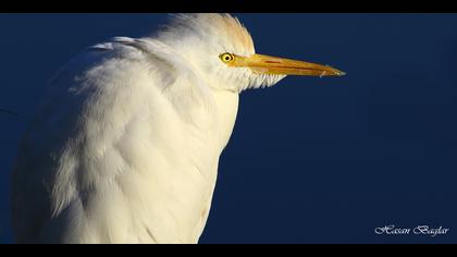 Sığır balıkçılı