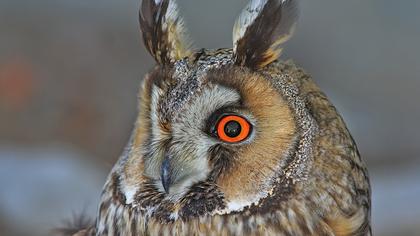 Kulaklı orman baykuşu