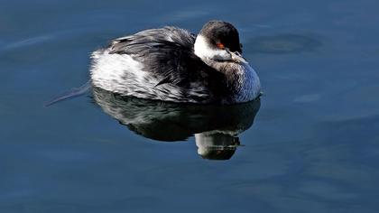 Karaboyunlu batağan