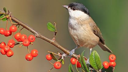 Kayın baştankarası