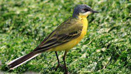 Sarı kuyruksallayan