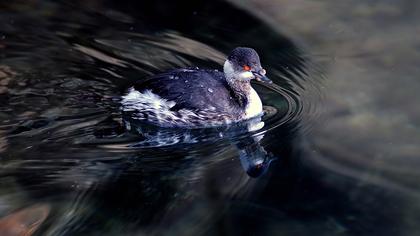 Karaboyunlu batağan