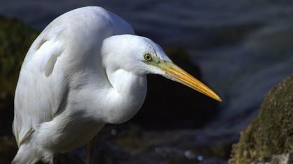 Büyük ak balıkçıl